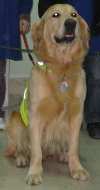 Foto di Moby, il cane di razza Golden Retriver protagonista del progetto.